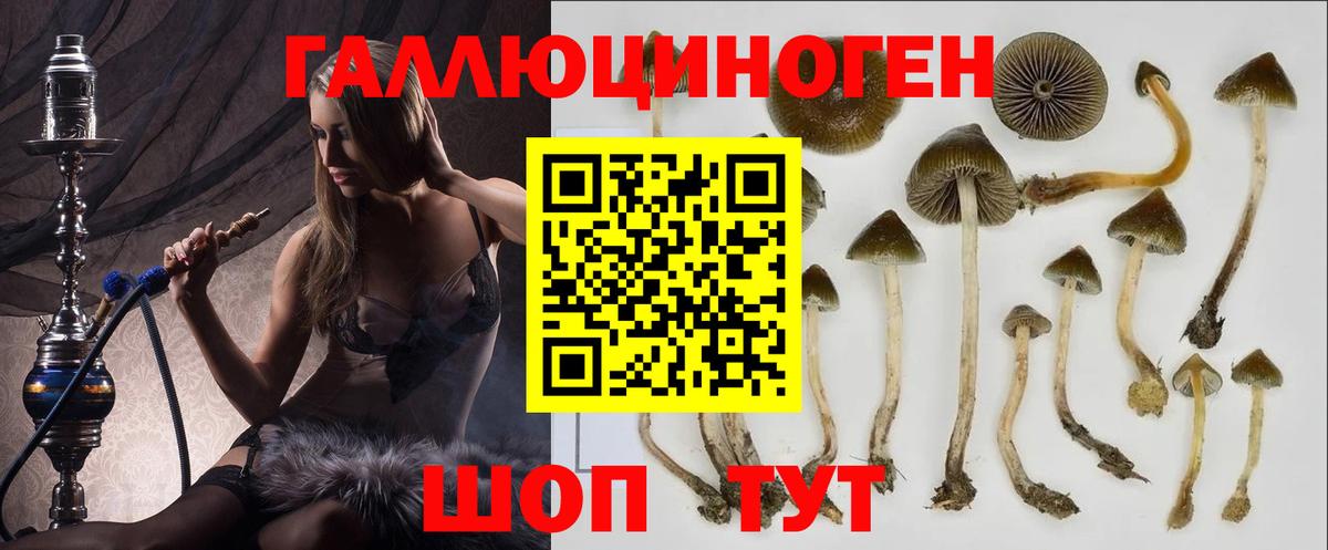 Гурьевск  Галлюциногенные грибы GOLDEN TEACHER  Вход с VPN 